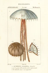 Meduza księżycowa, Aurelia crenulata