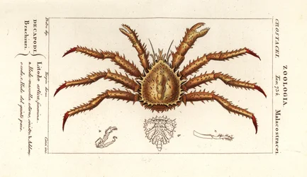 Krab królewski , Lithodes maja