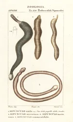 Robaki orzechowe, Sipunculus nudus 1, Siphonosoma Cumanense 4 itd.