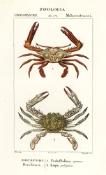 Krab peryskopowy i krab kwiatowy