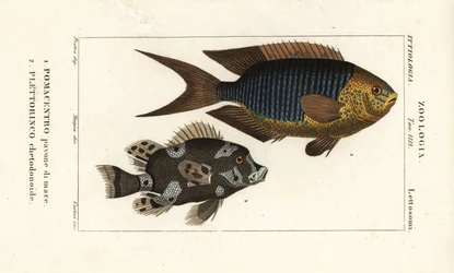 Szafirowa dama, Pomacentrus pavo, pavone di mare 1 i arlekin sweetlips, Plectorhinchus chaetodonoides, Plettorinco chetodonoides 2
