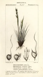 Trawa ogrodowa , Piptochaetium panicoides
