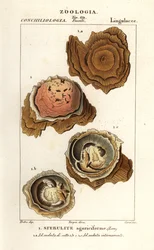 Sferulity agariciformis