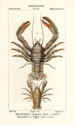 Homar kucany, Galathea strigosa 1 i Aegla laevis 2
