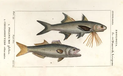 Płetwy pasiaste i bluefish
