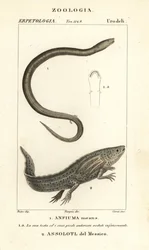 Amphiuma dwupalczasta, Amphiuma oznacza, Anfiuma oznacza 1, a krytycznie zagrożona aksolotl lub meksykańska ryba krocząca, Ambystoma mexicanum, Assolotl del Messico 2