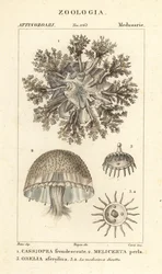 Odwrócona meduza, Cassiopea frondosa 1, gatunki Melicertum 2 i polip obelii 3