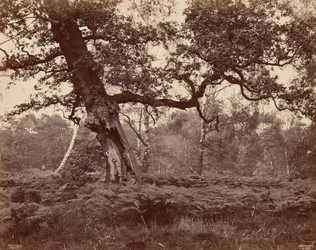 Studium drzewa, ok. 1870 (zdjęcie)