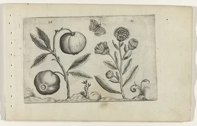 Assyrische appel en goudsbloem Poznaj lilie (tytuł serii)