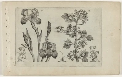 Bardiris i coralmeidoorn Cognoscite Lily (tytuł serii)