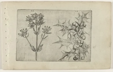 Centaury(?) i Holly Cognoscite lilia (tytuł serii)