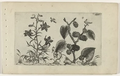 Dzikie delphinium i czarna morwa Cognoscite lilia (tytuł serii)