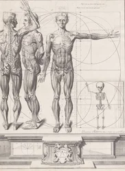 Talerz do „Atlas Anatomico” niepublikowany, Talerz ca. 1680-9..., Talerz ca. 1680-94, drukowany 1740.