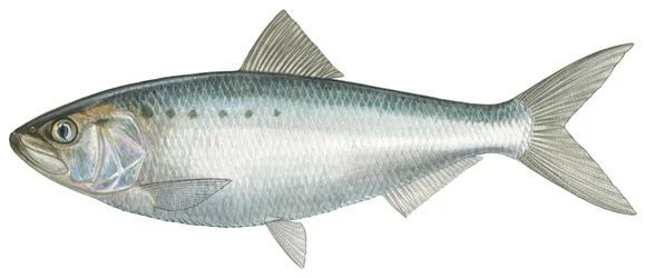 Łupina amerykańska (akwarela)