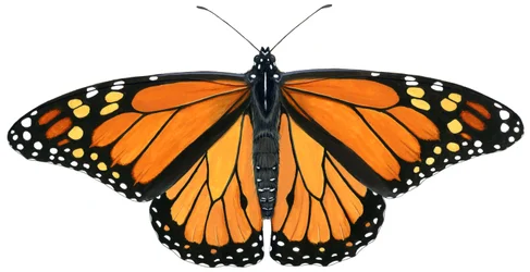 Motyl monarcha (gwasz)