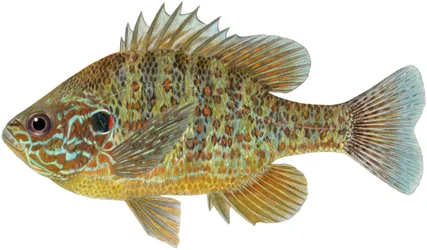 Słonecznica dyniowa (kredki)