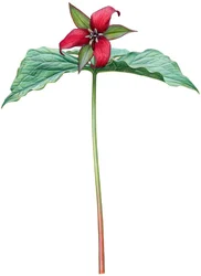 Czerwona trillium (akwarela i gwasz)