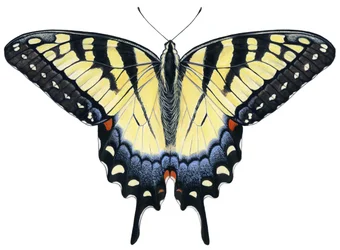 Motyl tygrysi ogon (gwasz)