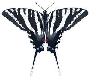 Motyl jaskółczy ogon (gwasz)