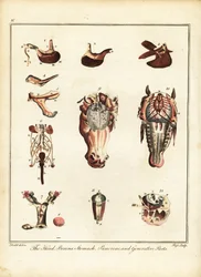 Anatomia konia. 1792 (grawerowanie)