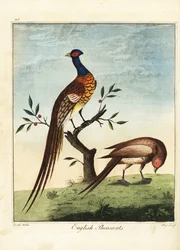 Bażanty angielskie, samiec i samica. 1792 (grawerowanie)