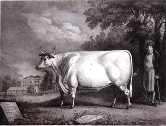 Baron, nagroda shorthorn (The Nannau White Cow) grawerowana przez Charles Joseph Hullamandel (1789-1850) 1824