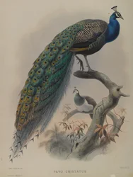 Pavo Cristatus- Paw pospolity (kolor lito)