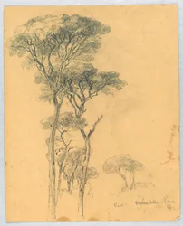 Studium sosen, Willa Borghese, Rzym