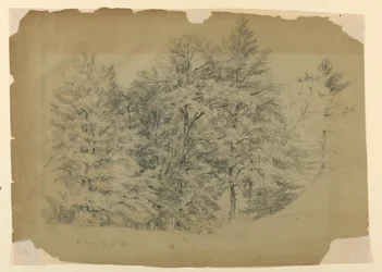 Studium Drzew, North Conway, New Hampshire
