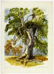 Sękate drzewo