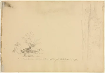 Studia krajobrazu i drzew (verso)