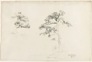Sosna, Jezioro George, 1871.
