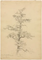 Sosna, Conway, New Hampshire recto, Landscape and Tree Studies odw. 1851.