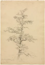 Sosna, Conway, New Hampshire recto, c. 1851.