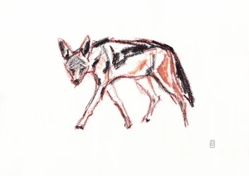 Szakal czarnogrzbiety afrykański, 2019