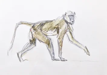 Pawian, 2020 (akwarela i kredka na papierze)