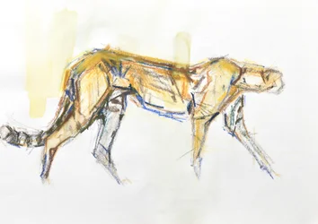 Gepard, 2020 (kredka i akwarela na papierze)