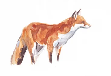 Fox, 2021 (kredka i akwarela na papierze)