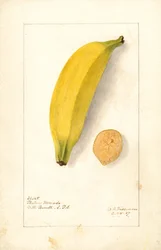 Banany (Musa: Fioletowy banan) (akwarela)
