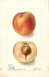 Brzoskwinie (Prunus persica: Carmen) (akwarela)