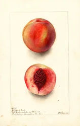Brzoskwinie (Prunus persica: Johnsons Early) (akwarela)