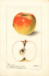 Jabłka Tecumseh (Malus domestica) (akwarela)