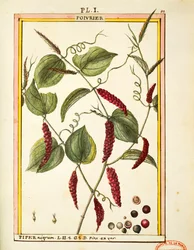 Kukurydza pieprzu czarnego (Piper nigrum), akwarela Delahaye