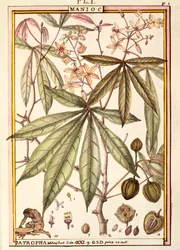 Maniok (Jatropha manihot), Delahaye, akwarela