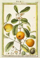 Chrysomele (Chrysomelis senticosa), akwarela Delahaye