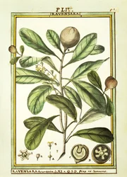 Cryptocarya Aromatica, akwarela Delahaye