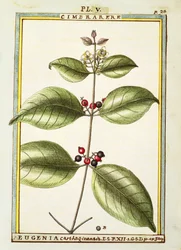 Eugenia Kartagina, akwarela Delahaye