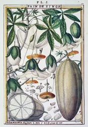 Owoce i kwiaty drzewa baobabu (Adansonia digitata) po Delahaye, z Florindie lub Historie fizyczno-ekonomiczne des Vegetaux de la Torride