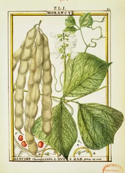 Glycine Rhomboidalis, akwarela Delahaye