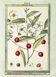 Wiśnia jamajska (Muntingia calabura), akwarela Delahaye